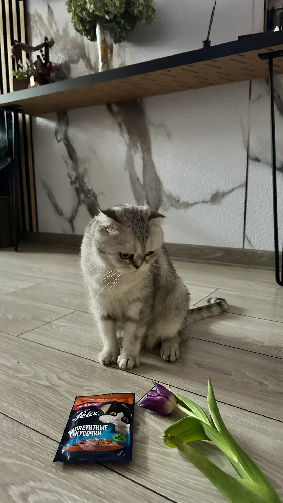 Продам вислоухую кошку
